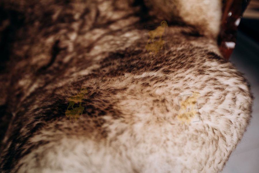 White Sheepskin with Brown-Tipped Wool 120×70 cm – Natural Rug